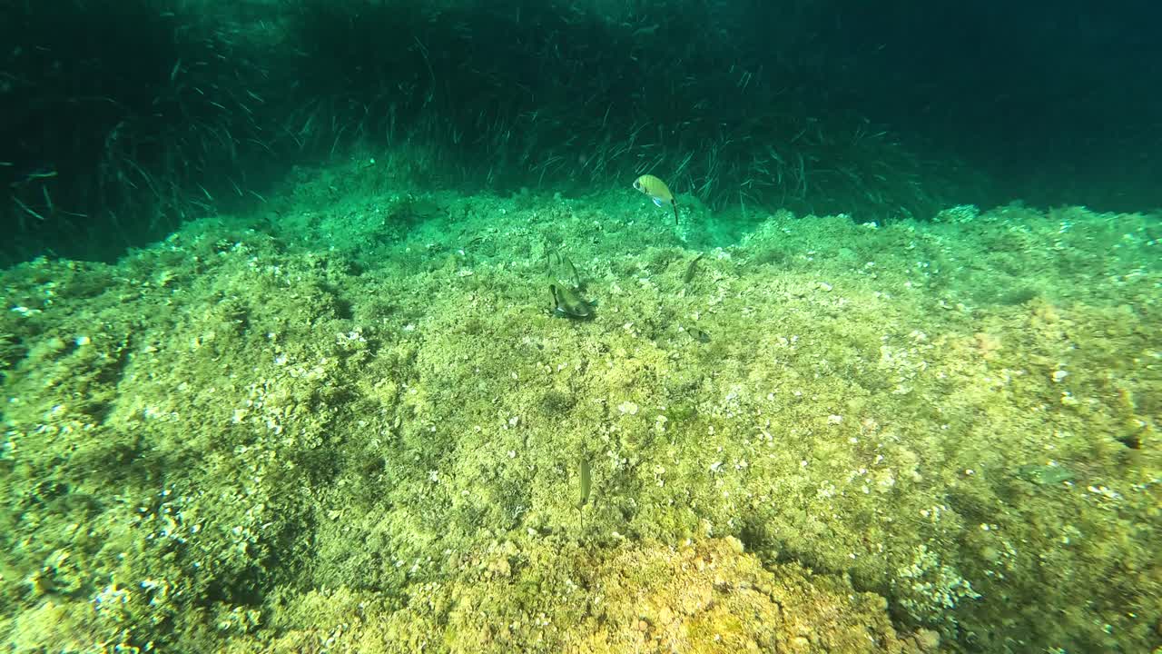 Scene subacquee di vita marina