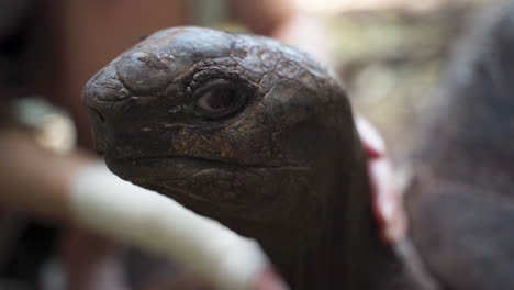 scaly head of giant tortoise petted by human, close up shot