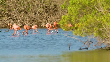 una bandada de estalones de alas negras vuela delante de los flamencos que se alimentan en el estanque de manglares