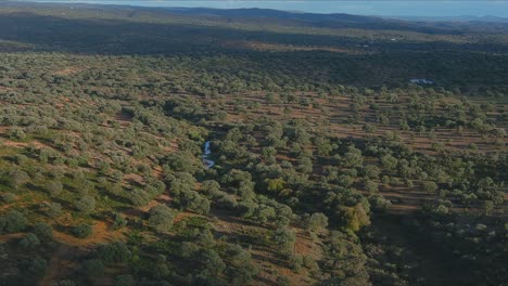 Holm-Oak-groves-and-river-in-rural-town-of-Los-Pedroches,-Cordoba