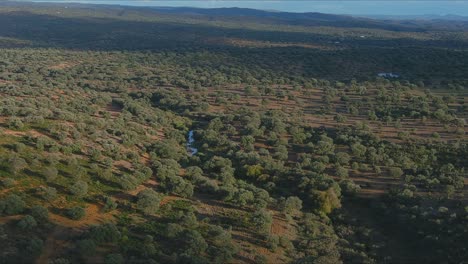 holm oak groves and river in rural town of los pedroches, cordoba