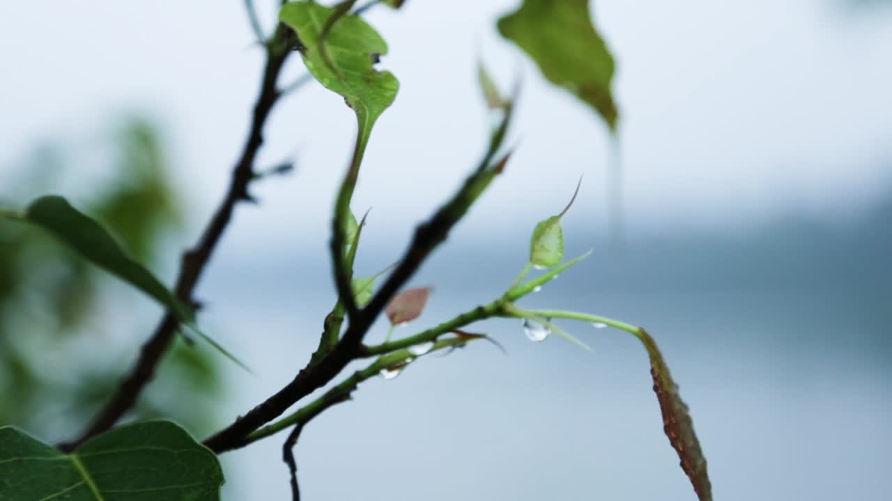 아침 안개 이슬 잎에 방울
