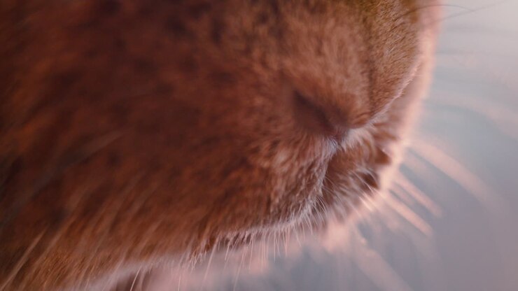 Rabbit mouth and nose macro shot. Brown rabbit sniffing. Close up of rabbit snout and whiskers