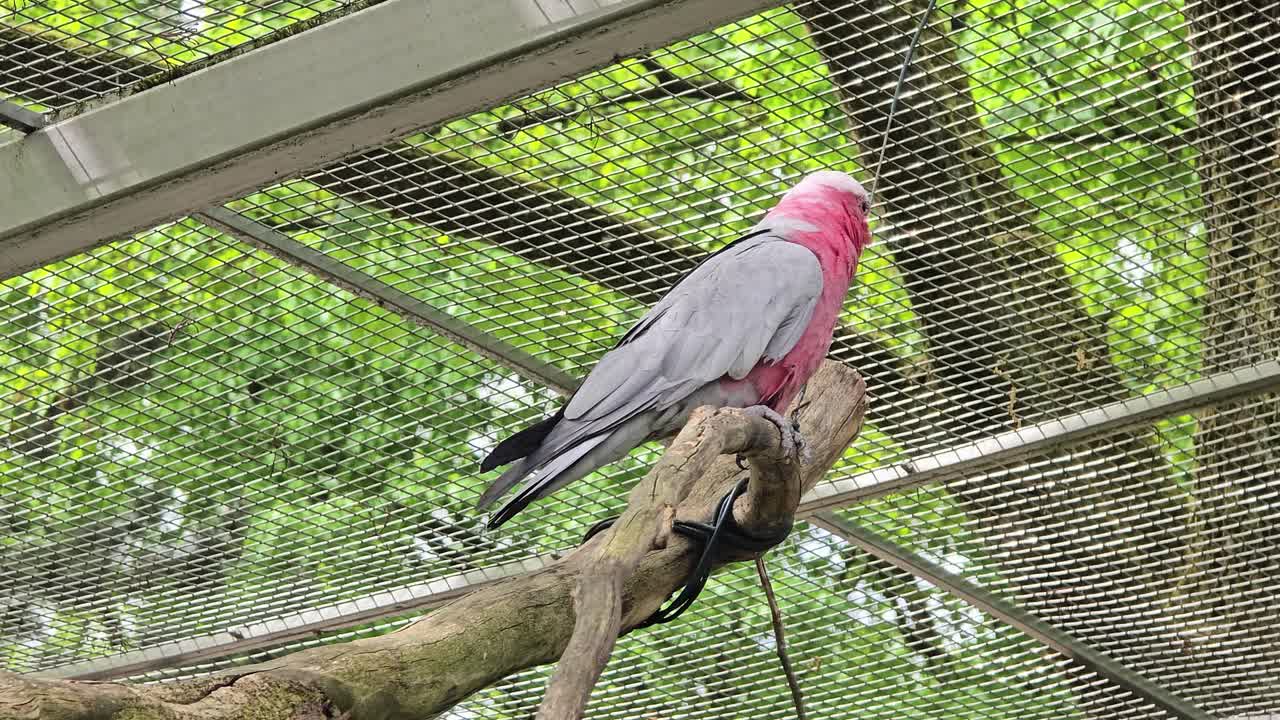 a galah sits on a branch and looks around.