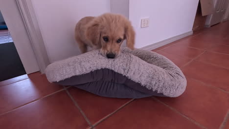 golden retriever pup playing with his bed