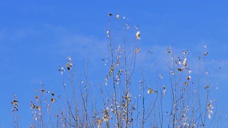 autumn silver poplar leaves moved by the wind against a clear blue sky