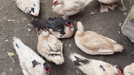 grupo de patos en el suelo