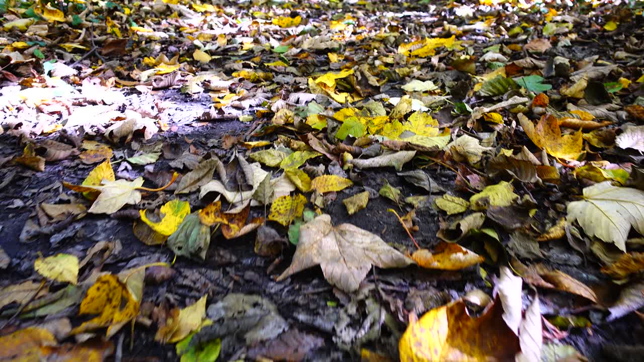 Hojas de otoño en el suelo del bosque