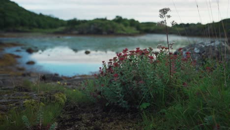 Wild-Flowers-Blooming-Near-Small-Lake-In-The-Forest-Mountain-Hike