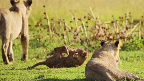 slow motion shot of playful young lion cubs play, excited energy of cute african wildlife in maasai mara national reserve, kenya, africa safari animals in masai mara north conservancy