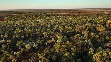 bosque y manglares del noroeste de australia-1