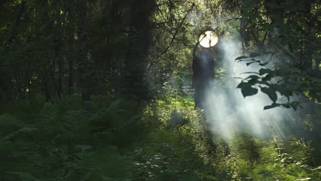 Bosque oscuro