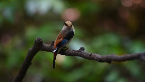 Facing-backwards,-the-Silver-breasted-Broadbill-Serilophus-lunatus-is-looking-from-around-looking-for-possible-predators,-In-its-mouth-is-food-for-babies-that-are-about-to-fledge