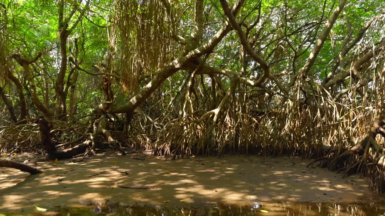 맹그로브 숲 풍경