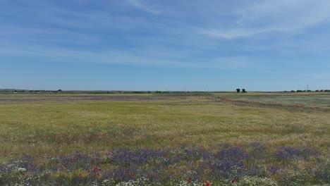 I-fly-with-a-drone-over-a-cereal-crop-field,-starting-with-an-area-with-plants-with-violet-flowers-and-we-enter-the-wheat-field-with-a-blue-sky-background-that-conveys-tranquility