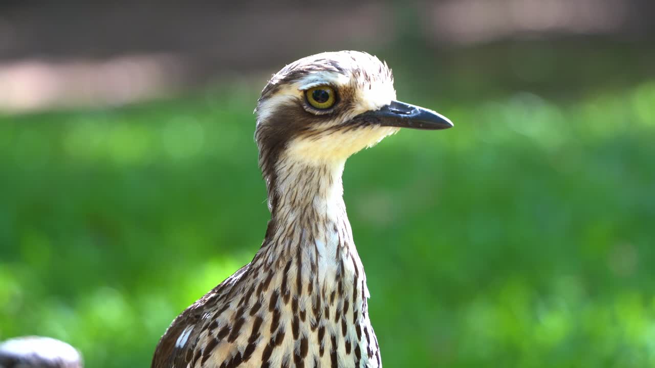 야생 야행성 조류 종의 깃털 세부 사항을 캡처하는 극단적인 클로즈업 샷, 비활성 부시 스톤 컬루, 부르히누스 그랄라리우스, 풀밭에 움직이지 않고 서 있는