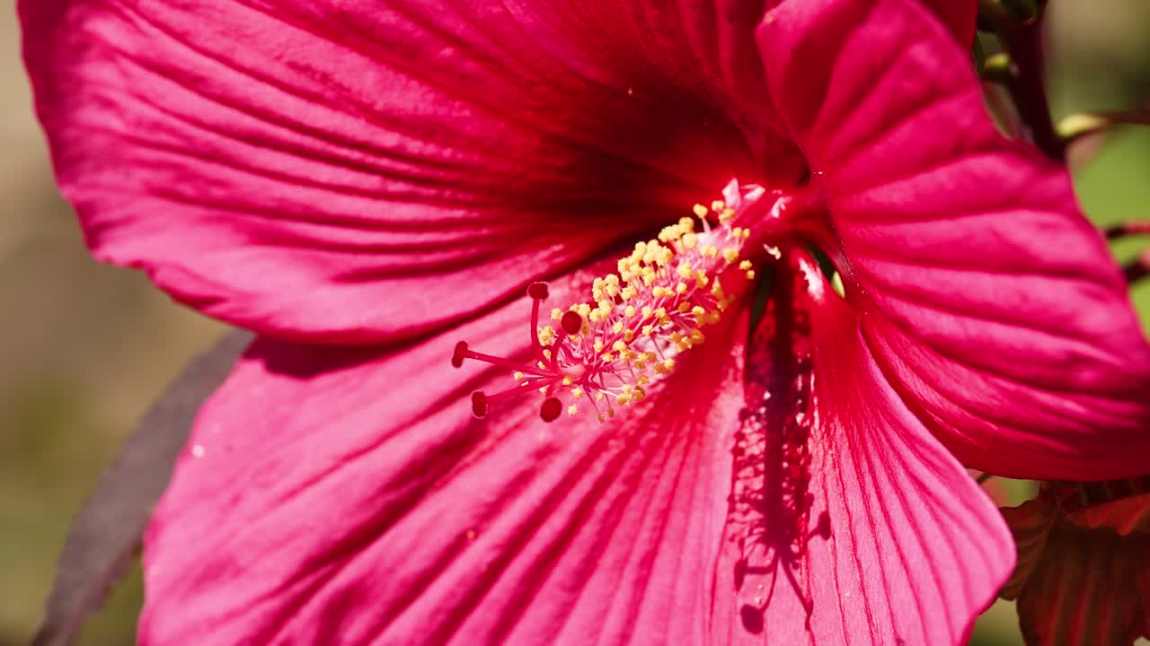 visão detalhada de uma flor vibrante de hibisco
