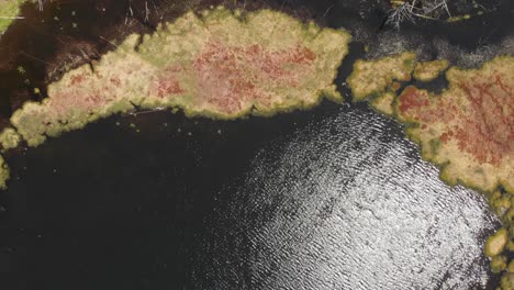 Topdown-aerial-shot-above-algae-in-Mud-Lake,-New-York