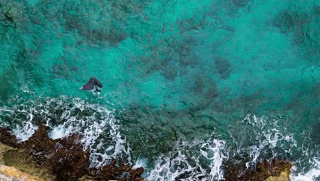 Ocean-waves-crash-on-rocky-shore-as-manta-ray-turns-to-feed,-aerial-top-down-static-overview