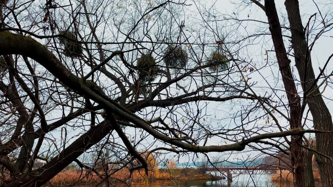 Winter Landscape with Bare Trees and Mistletoe