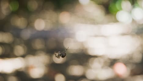 Orb-weaver-spider-crawling-along-its-spider-web-then-dropping-out-of-frame