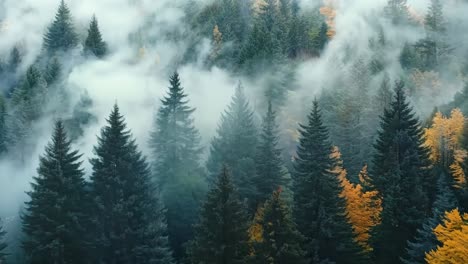 a foggy forest filled with lots of trees in the middle of a forest