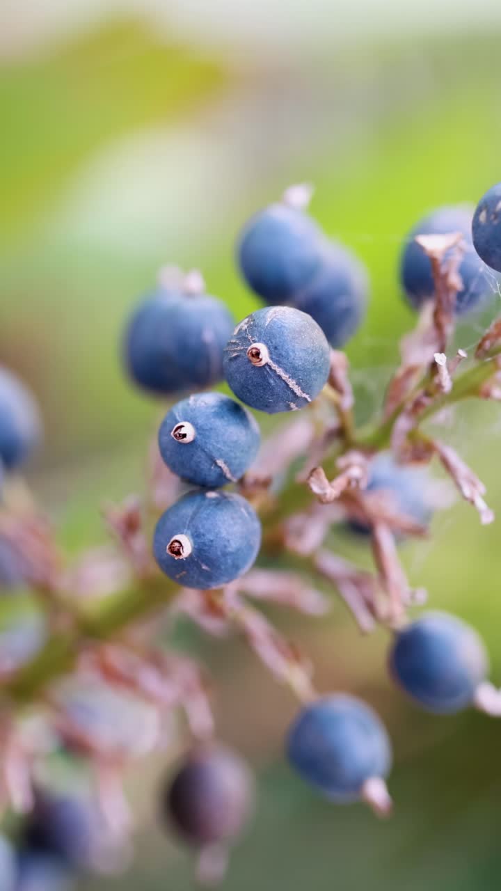 Gros plan de baies bleues sur une branche avec un éclairage doux et naturel et un arrière-plan flou