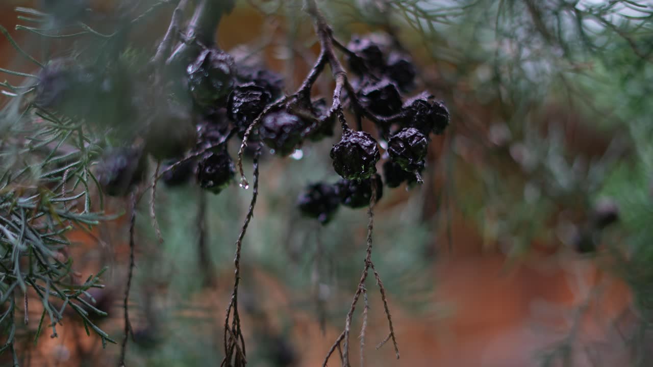green pine branch in the forest with spruce fruit and raindrops