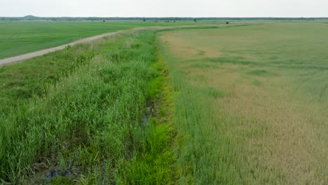 Luftaufnahme-Des-Reifenden-Getreidefeldes,-Des-ökologischen-Landbaus,-Der-Ländlichen-Landschaft,-Der-Produktion-Von-Nahrungsmitteln-Und-Biomasse-Für-Eine-Nachhaltige-Bewirtschaftung,-Sonniger-Sommertag,-Niedrige-Drohnenaufnahme,-Die-Sich-Vorwärts-Bewegt