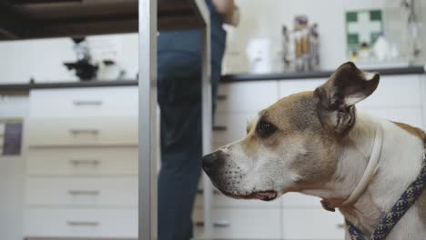 en la clínica veterinaria de perros