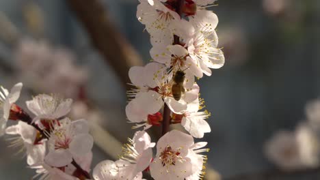 Una-Abeja-Voladora-En-Una-Flor-De-Cerezo