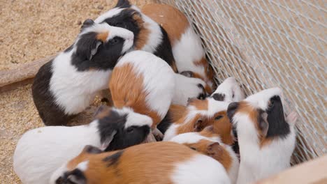 brood of hungry guinea pigs asking food climbing on metal net in breed farm