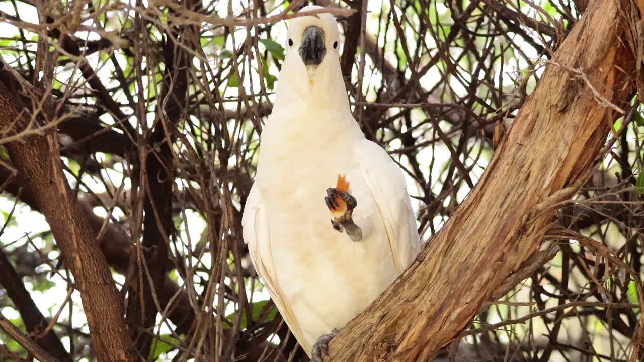una cacatúa se sienta en una rama de un árbol