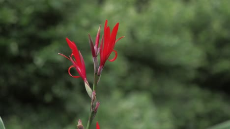 Canna-paniculata-Plant-Clsoe-Up