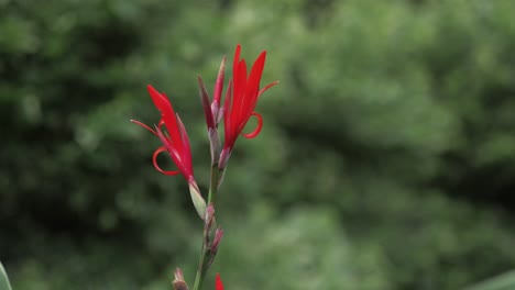 canna paniculata 공장 최대 clsoe