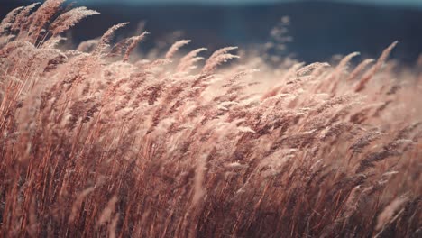 golden spikelets of the dry grass swaying in the wind