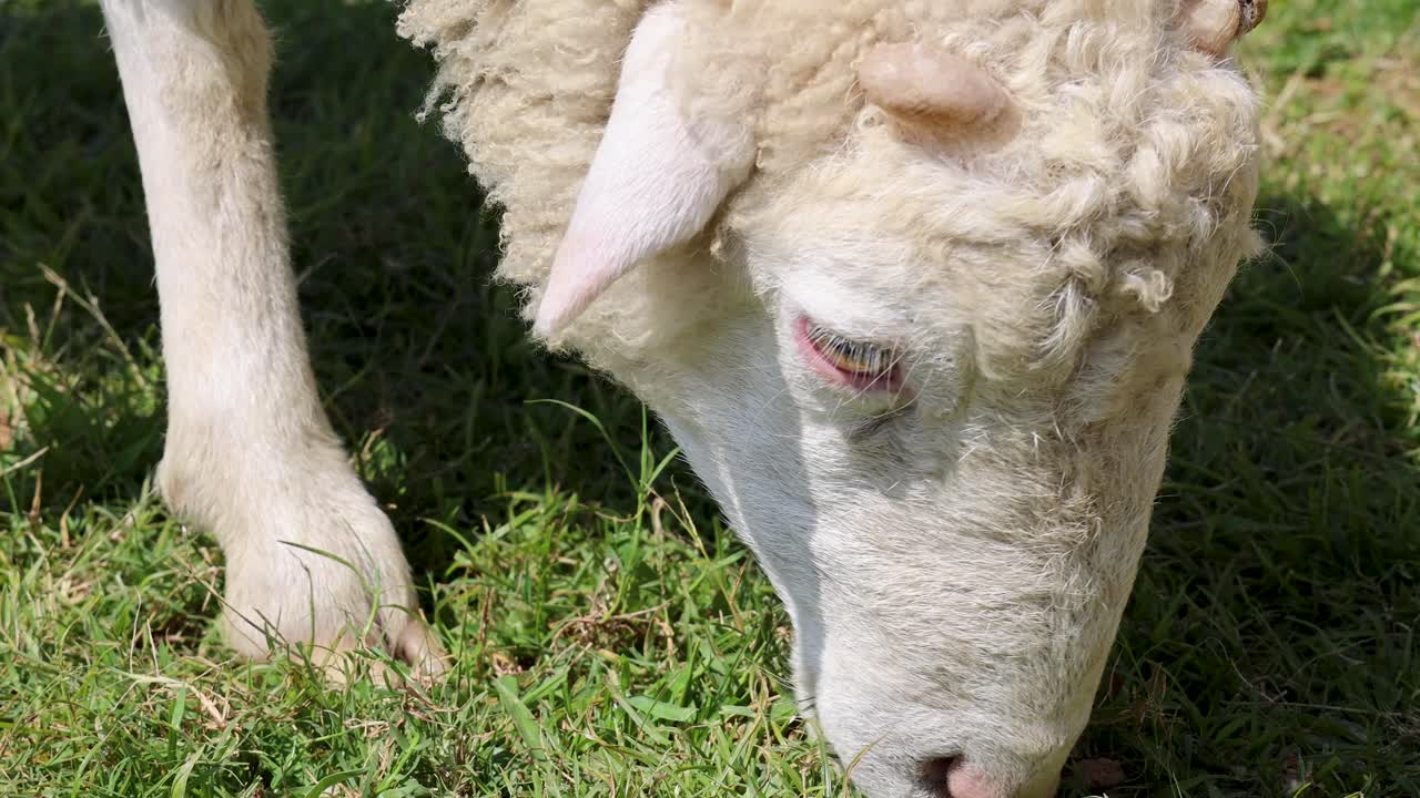Close-up of sheep eating grass in sunny rural field, natural daylight, steady camera