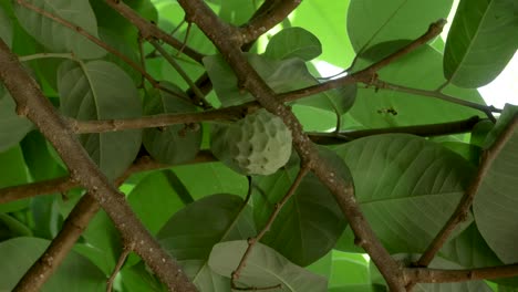 cherimoya fruit on a tree
