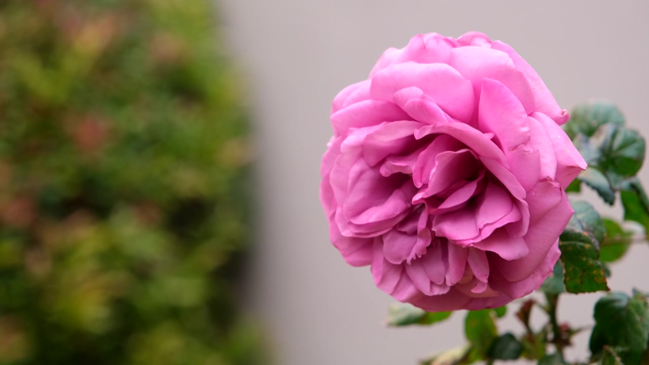 Graciös rosa ros i trädgård i full blom svajar i brisen, grunt skärpedjup