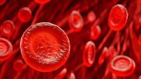 macro red blood cells closeup