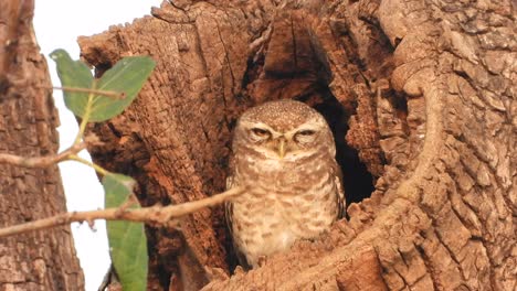 beautiful owl in tree - eyes