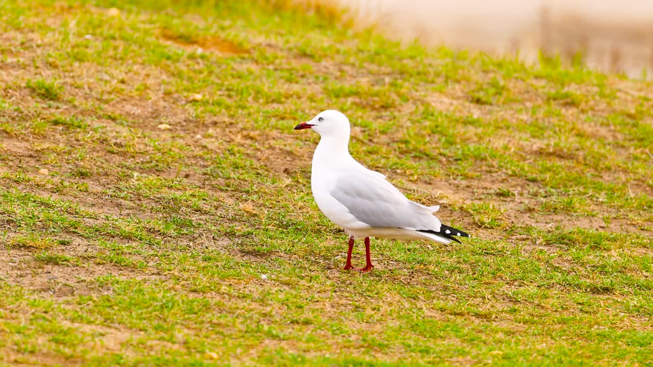 A red-billed gull stands on a grassy slope in Ocean Grove, Victoria. The lighting is natural, capturing the serene coastal environment