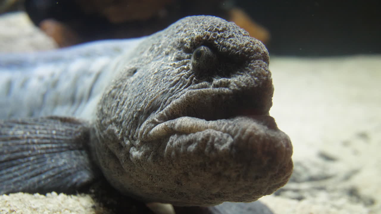 바다 대 또는 대서양 고양이 물고기 아나키카스 루푸스