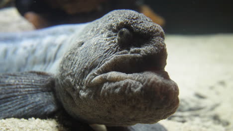 Global-face-view-of-a-seawolf-or-atlantic-cat-fish-Anarhichas-lupus