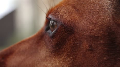 The-little-dog-is-posing-for-the-camera