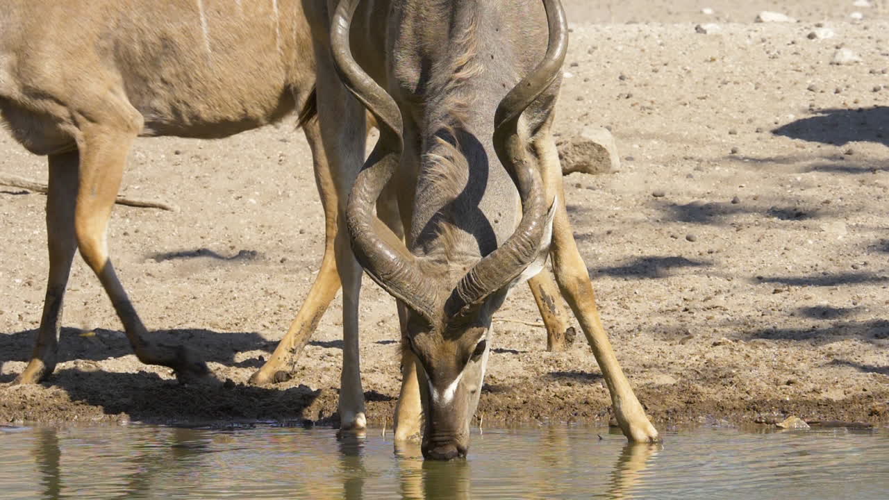 primer plano de un toro kudu con grandes cuernos bebiendo de un pozo de agua en cámara lenta