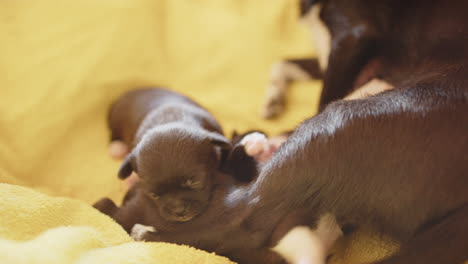 2 week old japanese chin, chihuahua puppies with their mum