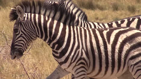 Drei-Steppenzebras-Streicheln-Einander-Im-Trockenen-Grasland