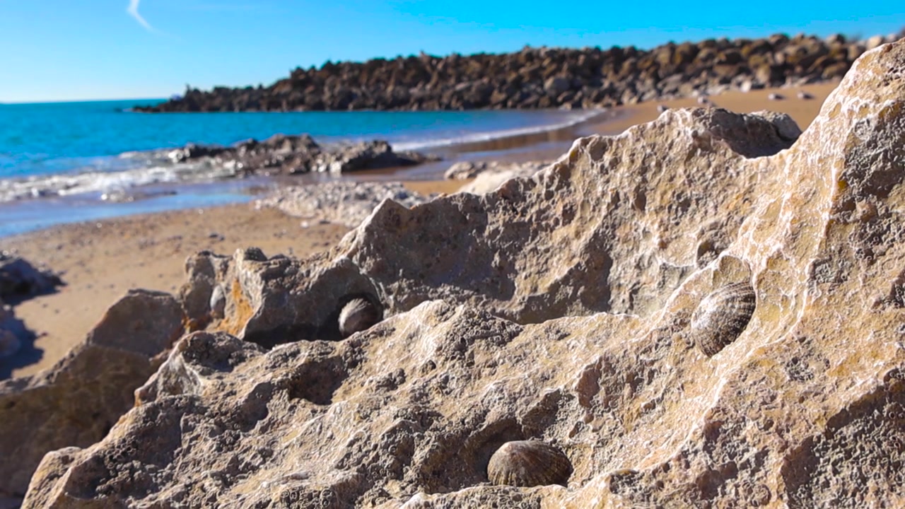 Albueskaller og muslingeskaller, der klamrer sig til forvitrede kystklipper på en solrig strand, med blide havbølger, der skyller ind over den sandede kyst, og en bølgebryder synlig i den smukke og fredfyldte baggrund.
