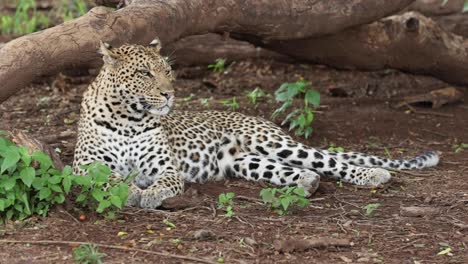 hembra de leopardo tendida en el suelo mirando por encima de su hombro, botswana